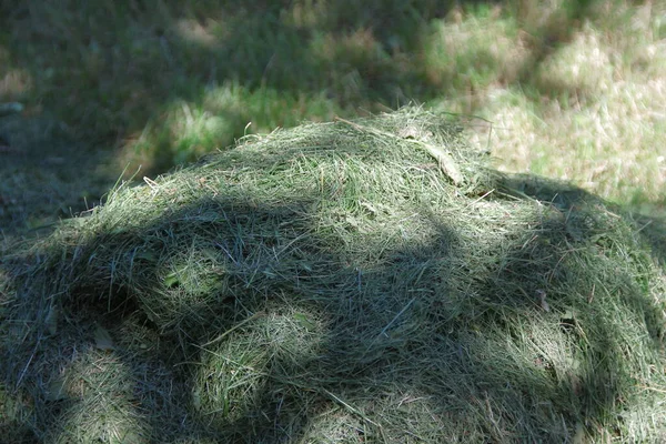 Mucchio Erba Verde Secca Giardino — Foto Stock