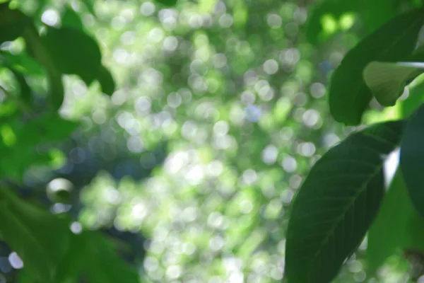 Defokus Slunečního Světla Zelených Listů — Stock fotografie