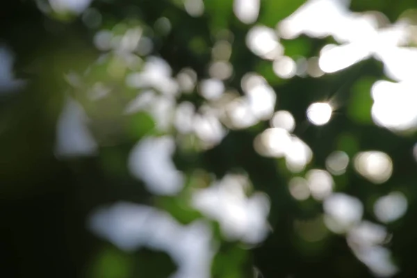 Desenfoque Luz Del Sol Las Hojas Verdes —  Fotos de Stock