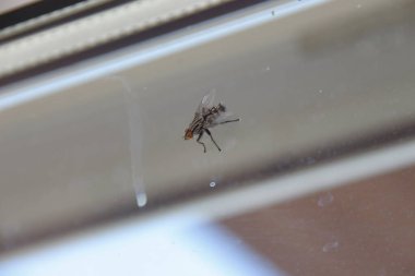 Pencere camında siyah sinek