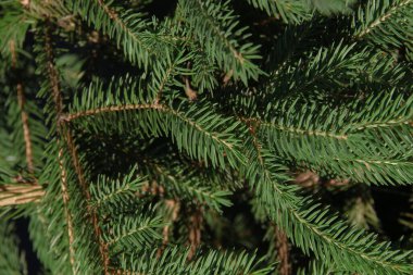 Bahçedeki bir Noel ağacının yeşil dalları