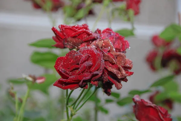 Rode Rozen Met Dauw Tuin — Stockfoto