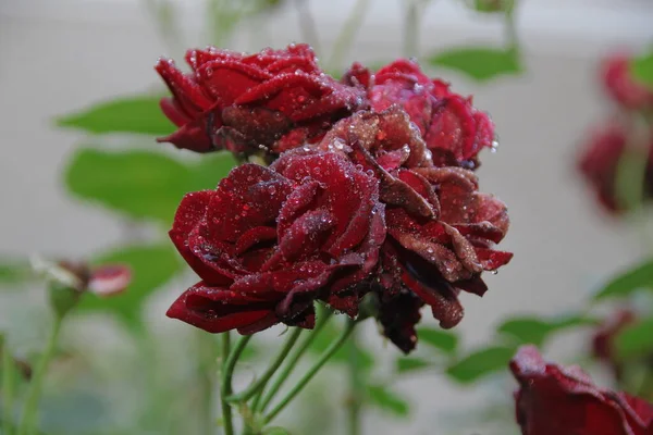 Красные Розы Росой Саду — стоковое фото