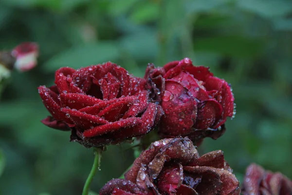 Rosas Rojas Con Rocío Jardín — Foto de Stock