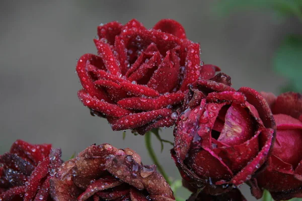 Roses Rouges Avec Rosée Dans Jardin — Photo