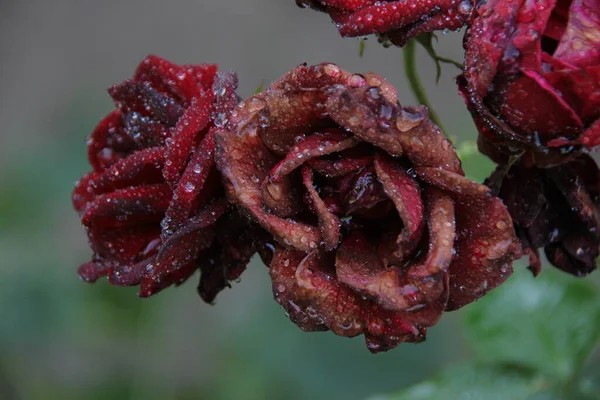 花园里有露水的红玫瑰 — 图库照片