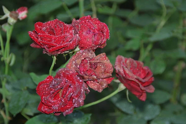 Red Roses Dew Garden — Stock Photo, Image