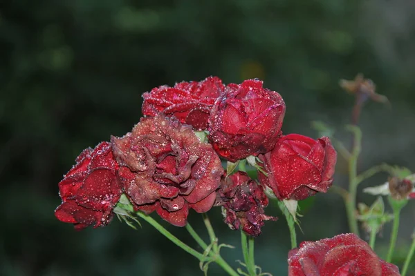 Red Roses Dew Garden — Stock Photo, Image