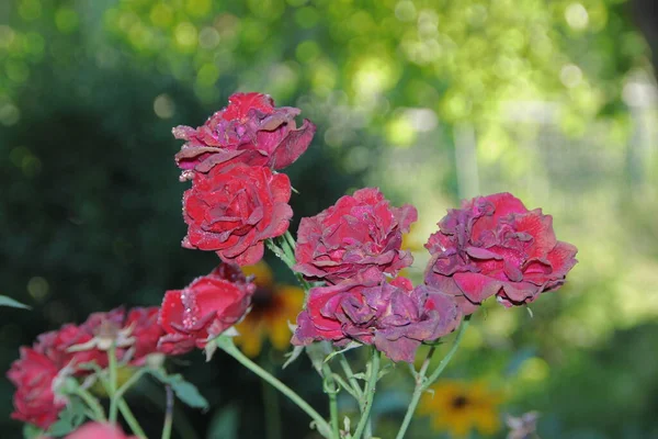 Rosas Vermelhas Com Orvalho Jardim — Fotografia de Stock