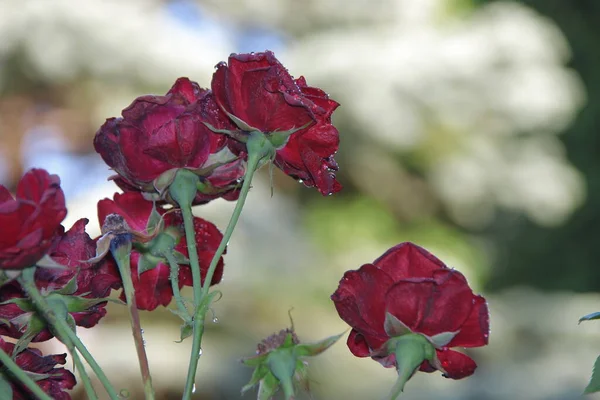 Rosas Vermelhas Com Orvalho Jardim — Fotografia de Stock