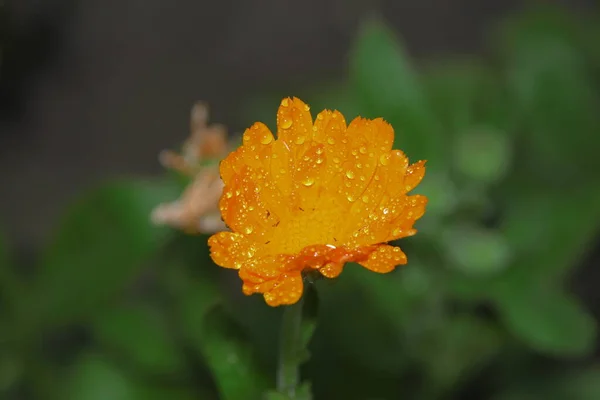 庭の露と美しい黄色の花 — ストック写真