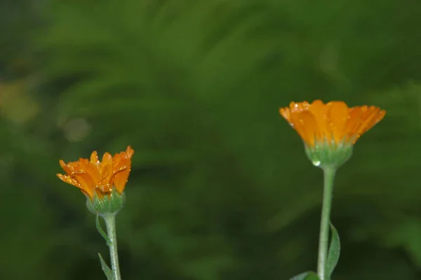 庭の露と美しい黄色の花 — ストック写真