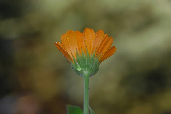 Hermosa Flor Amarilla Con Rocío Jardín —  Fotos de Stock