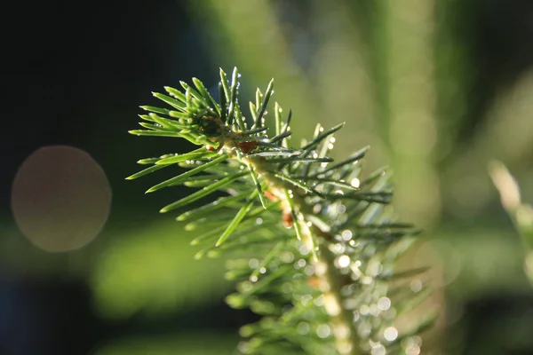 Grüne Zweige Eines Weihnachtsbaums Garten — Stockfoto