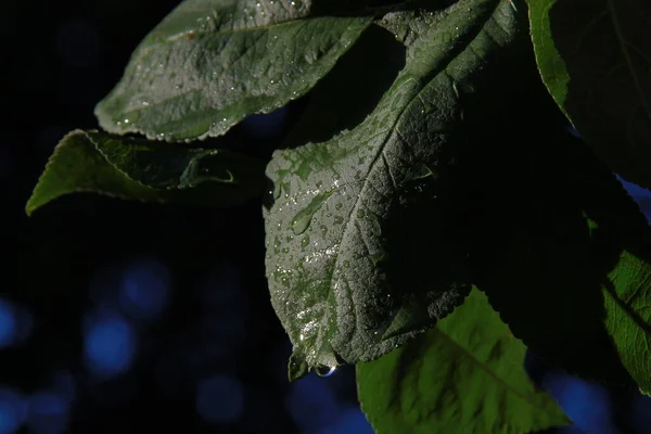 花园里长着露珠的青苹果叶 — 图库照片