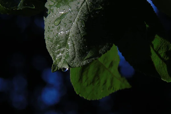 花园里长着露珠的青苹果叶 — 图库照片