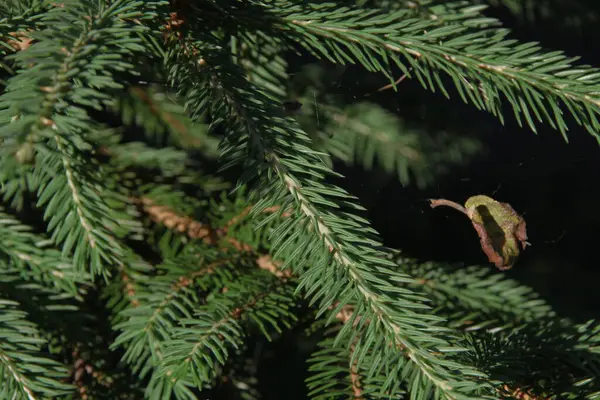 Grüne Zweige Eines Weihnachtsbaums Garten — Stockfoto