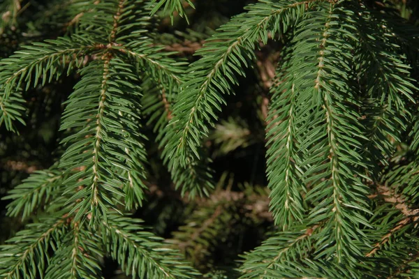 Grüne Zweige Eines Weihnachtsbaums Garten — Stockfoto