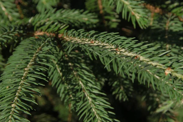 庭のクリスマスツリーの緑の枝 — ストック写真