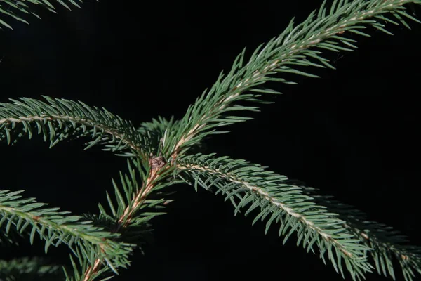 Bahçedeki Bir Noel Ağacının Yeşil Dalları — Stok fotoğraf