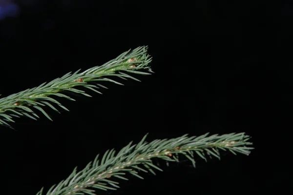 Les Branches Vertes Sapin Noël Dans Jardin — Photo