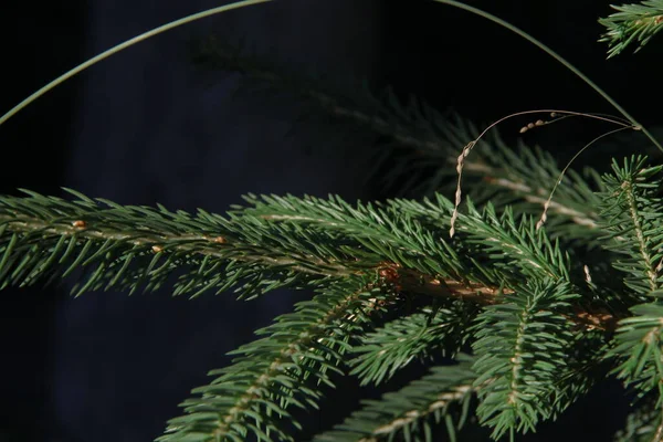 Grüne Zweige Eines Weihnachtsbaums Garten — Stockfoto