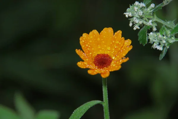 Bahçede Çiy Taneleri Olan Güzel Sarı Çiçek — Stok fotoğraf