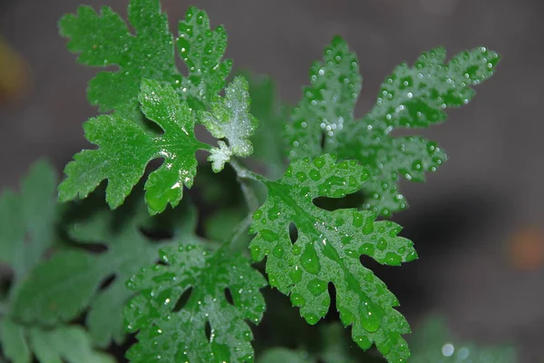 Folhas Verdes Com Orvalho Jardim — Fotografia de Stock