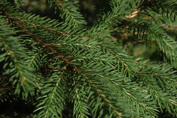 Green Branches Christmas Tree Garden Stock Picture