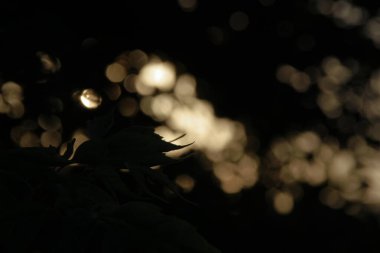 Güzel renkli ışıkların odak noktasını kapat