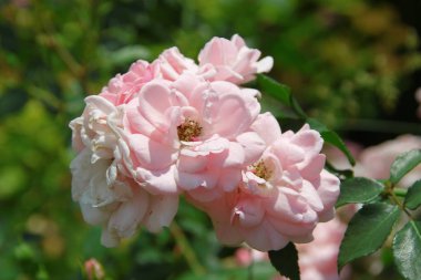 Parktaki çiçek tarhında güzel güller