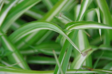 Güzel yeşil ve beyaz çimenler