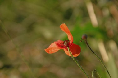 Kırmızıçiçek ve gelincik yaprakları tarlada