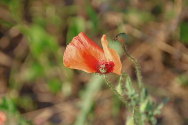 Kırmızıçiçek ve gelincik yaprakları tarlada