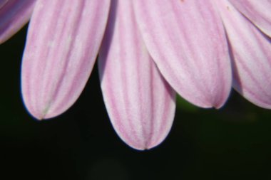 Parktaki güzel mor çiçeğin makro çekimi.