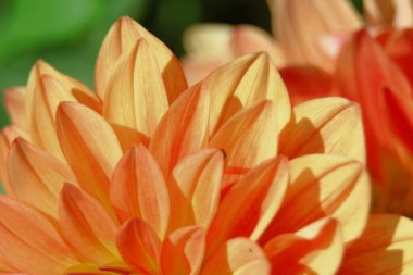 Şehirdeki bir çiçek tarhında güzel sarı çiçekler