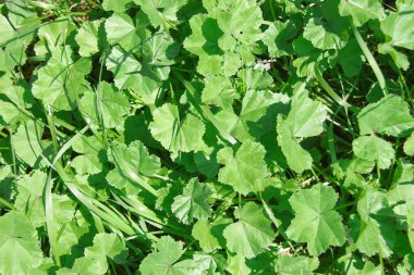 Bahçedeki çimlerde yeşil çimenler