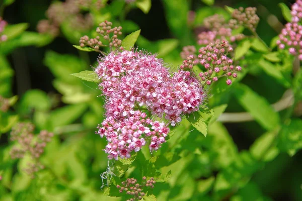 Beautiful Pink Flower Flowerbed Grass — Stock Photo, Image