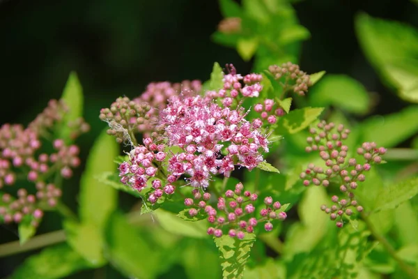 Frumoasă Floare Roz Pat Flori Iarbă — Fotografie, imagine de stoc