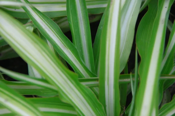 Vackra Gröna Och Vita Skott Gräs — Stockfoto