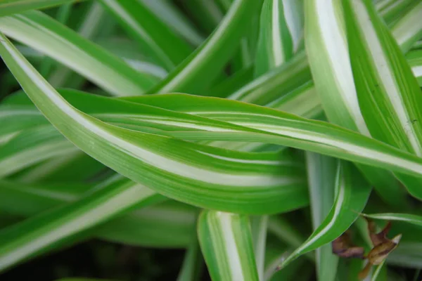 Belles Pousses Vertes Blanches Herbe — Photo