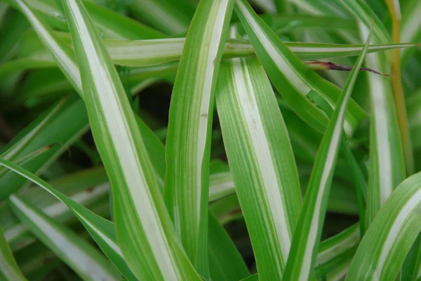美丽的绿色和白色的草枝 — 图库照片