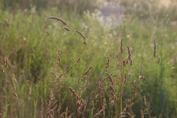 日没時に畑の茶色い草 — ストック写真