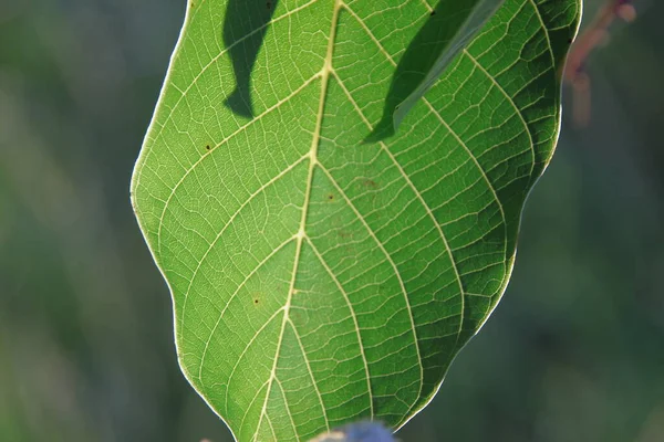 Hojas Verdes Árboles Bosque — Foto de Stock