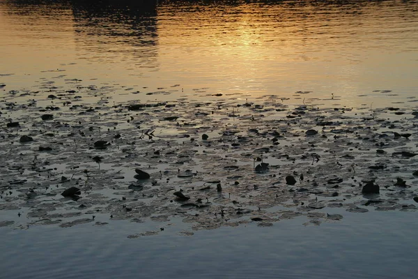 Вода Пруду Закате Лилиями — стоковое фото