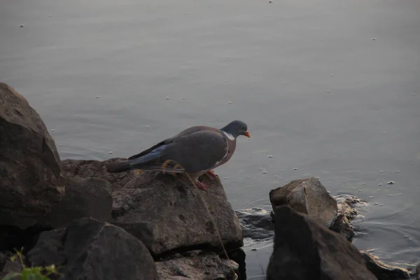 The pigeon drinks water and puts it on the fireplace