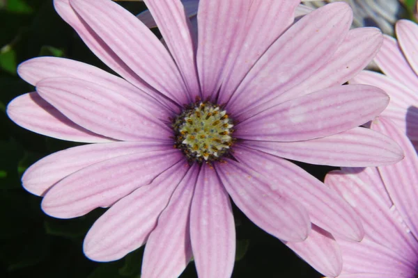 Plan Macro Une Belle Fleur Violette Dans Parc — Photo