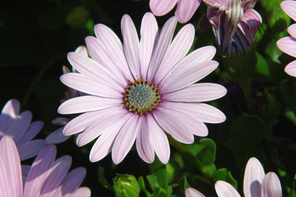 Makro Záběr Krásné Fialové Květiny Parku — Stock fotografie
