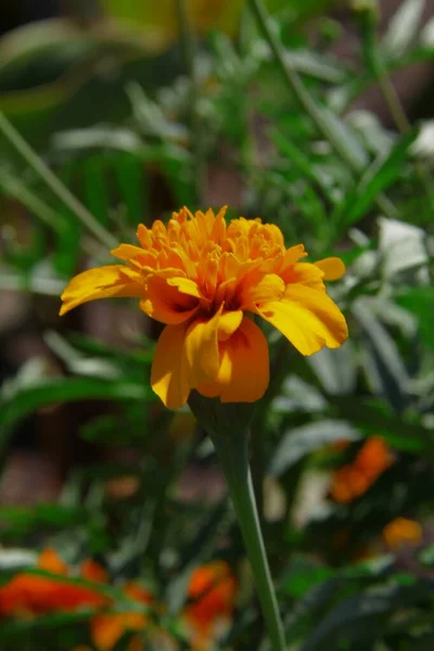 Schöne Gelbe Blumen Auf Einem Blumenbeet Der Stadt — Stockfoto