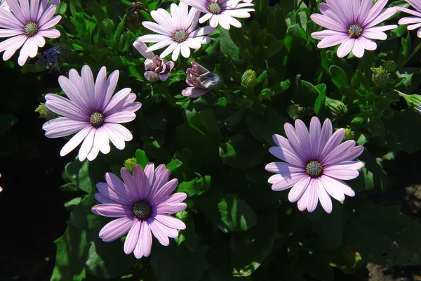 公園の草の中の美しい紫色の花 — ストック写真